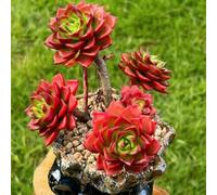 semi succulenti, resistenti all'esterno esotiche giardino con aiuola rialzata aiuole rialzate per giardino semi di vecchie varietà 250pcs