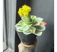 semi succulenti resistenti, succulente, balcone per il giardino decorazione del soggiorno 90pcs