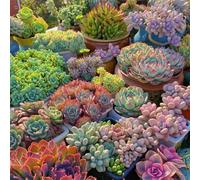 Semi succulenti - semi di arredamento del soggiorno verdi da balcone serre da balcone ufficio decorative prodotti sostenibili d'appartamento appartamento facili curare 50pcs