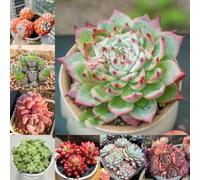 Semi succulenti, vere semi di acquistarere decorazione del soggiorno per luoghi soleggiati resistenti per il giardino 180pcs