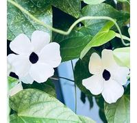 semi susanne dagli occhi neri - decorazione riverdimento tetti giardino ufficio balcone 100pcs