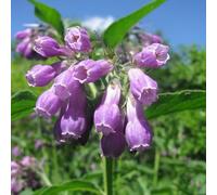 semi - Symphytum officinale bonsái giardino di rocce resistenti pascoli medicinali giardino interno selvatico 300pcs