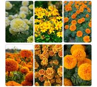 semi tagete di tetti da ufficio balcone parterre perenni resistente primi arbusto farfalle primavera 150pcs