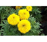 Semi Tagete Palla d'Oro, Gelbe Ringelblumensamen, Graines de souci jaune, Semillas de caléndula amarilla, Yellow marigold seeds