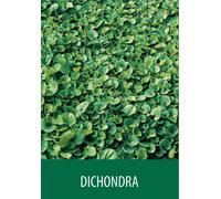SEMI TAPPETO ERBOSO PRATO DICHONDRA 10 KG