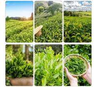 semi tè di crescita rapida tè giardino decorativo sul balcone letto elevato 30pcs