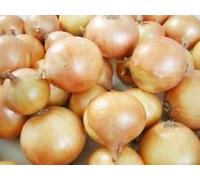 Semi Texas Precoce Grano Cipolla Texas NON-OGM Varietà formati (100) Seeds ONLY