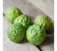 semi tiglio - Citrus hystrix colonnari limas balcone resistenti bonsái interni interni esotici colonnari riverdimento tetti 900pcs