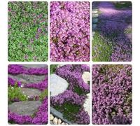 Semi Tomillo tracciamento in giardino estremamente resistente giardino interni medicinali selvatico, semina autunno, 1500pcs