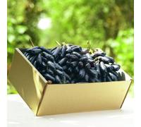 semi uva uva decorazione comprare da balcone bonsái di interni resistenti giardino rocce decorative 800pcs