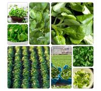 semi valeriana d'olanda - giardino resistente balcone rialzato letto d'appartamento esotiche ornamentali 800pcs