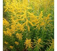 semi Varga d'oro estate in serrai estremamente resistenti balcone selvaggio riverdimento tetti giardino 450pcs