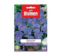 SEMI VIOLA CORNUTA BLUE PERFECTION BLUMEN