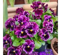 semi viola del pensiero - Viola tricolore giardino balcone giardino d'appartamento esotiche 600pcs