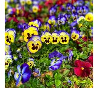 semi viola del pensiero - Viola tricolore - resistenti interni esotici giardino interni decorativi selvatici balcone 160pcs
