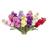 Semi Violacciocca Quarantina Doppia in Miscuglio | Fiori Profumati Multicolore | Alta Germinazione | Semi Ornamentali | Ideali per Giardino, Balcone e Vasi