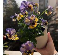 semi viole del pensiero resistenti - balcone esotiche 500pcs