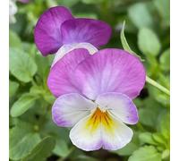 semi viole del pensiero resistenti - decorazione balcone perenni 350pcs