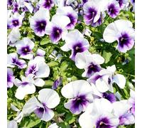 semi viole del pensiero resistenti - esotiche balcone, biologiche per aiuole rialzate decorative, giardino 85pcs