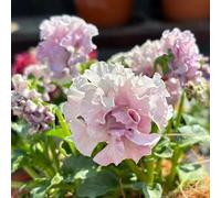 semi viole del pensiero resistenti - esotiche balcone decorazioni 250pcs