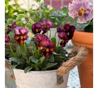 semi viole del pensiero resistenti - giardino aiuole rialzate da balcone decorazione 85pcs