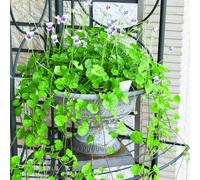 semi violetta dolce - violette dolci balcone primavera d'appartamento esotiche tetti verdi estivi ufficio resistente decorazioni giardino 50pcs