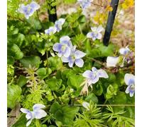 semi violetta dolce - violette dolci di al coperto precoce balcone primavera tetti verdi d'appartamento esotiche resistente 50pcs