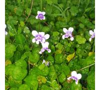 Semi violetta dolce - violette dolci di balcone esotica primi giardino estate decorazione balcone 150pcs