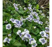 Semi violetta dolce - violette dolci di balcone primavera selvaggi di balcone primi giardino interni estate decorazione Copertura 350pcs