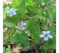 Semi violetta dolce - violette dolci - giardino primavera perenni resistenti al sole tagliati decorazione balcone con parterre 150pz