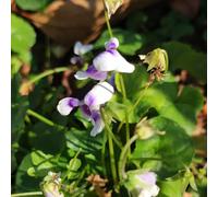 Semi Violette dolci decorazione balconi decorazioni giardino per esterni perenni resistenti per sole pieno bonsái interni Copertura perenne resistente 200pcs