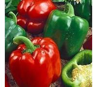 Semi Wonder Pepper California (Capsicum annuum) 50 + Semi Seeds ONLY