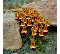 Semi zapatilla semi di tetto verde di balcone resistenti perenni selvaggi resistenti interni Giardino - 400pcs