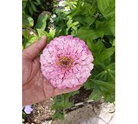 SEMI ZINNIA GIGANTE A FIOR DI DALIA ROSA