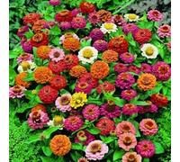 SEMI ZINNIA THUMBELINA NANA