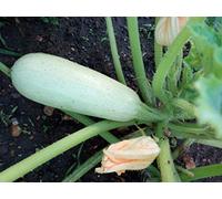 Semi Zuc Bianca di Trieste Seeds ONLY