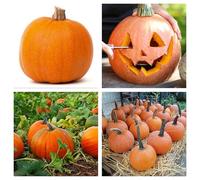 Semi Zucca Halloween - Zucca Ornamentale Grande da Intagliare - 15 Semi Non OGM - Alta Germinazione - Ideale per Decorazioni Hallowen, Orto e Giardino - Coltivazione Facile