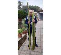 SEMI ZUCCA LAGENARIA LONGISSIMA- SERPENTE DI SICILIA-