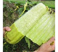 Semi Zucca Luffa