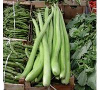 semi ZUCCA LUNGA SERPENTE SICILIA