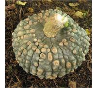 Semi Zucca Marina Di Chioggia