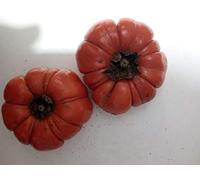 SEMI ZUCCA ORNAMENTALE- Pumpkin on a Stick -SOLANUM INTEGRIFOLIUM