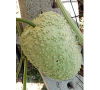 SEMI ZUCCA SICERARIA VERRUCOSA DELLE MAURITIUS