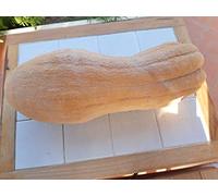 SEMI ZUCCA VIOLINA -VARIETA' RUGOSA-