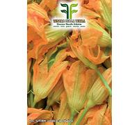 Semi Zucchino da Fiori - Cucurbita Pepo in Confezione Originale Prodotto in Italia