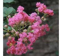 Semilla mirto Las perennes son perennes resistentes bonsai del jardin 100pcs