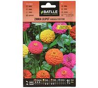 Semillas Batlle Battle - Semi di Zinnia Liliput variegata PON PON
