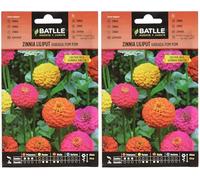 Semillas Batlle Battle - Semi di Zinnia Liliput variegata PON PON (Confezione da 2)