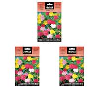 Semillas Batlle Bella Notte (Confezione da 3)