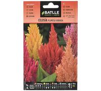 Semillas Batlle Celosia Piuma variegata